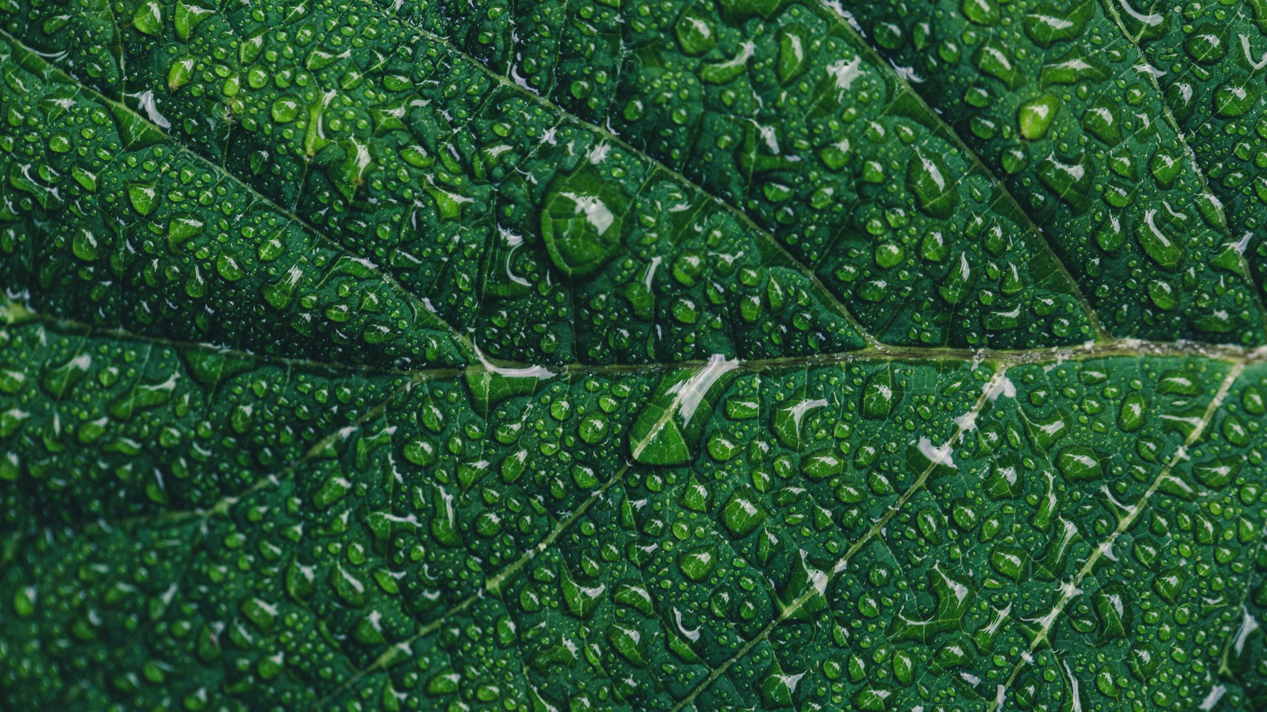 AOKlabs-verde-vida
